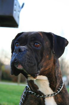 Black boxer dog sitting in a playground.
