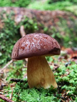 wild growing mushrooms in the grass