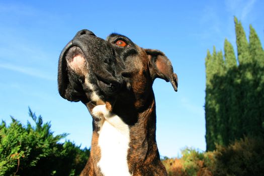 Headshot of a black boxer dog sitting in a playground.