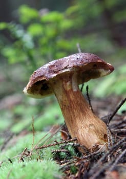 wild growing mushrooms in the grass