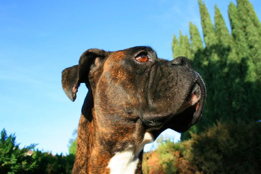 Headshot of a black boxer dog sitting in a playground.