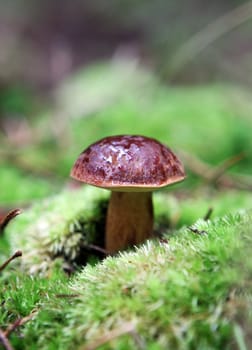 wild growing mushrooms in the forest