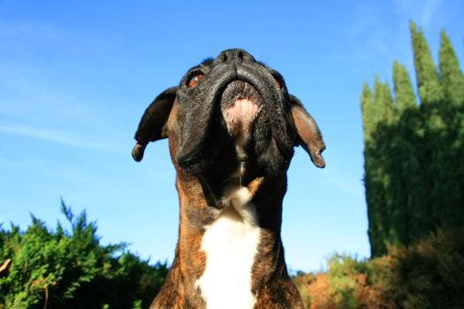 Headshot of a black boxer dog sitting in a playground.