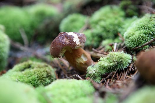 wild growing mushrooms in the forest