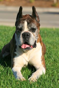 Male boxer dog laying outdoors in a park.
