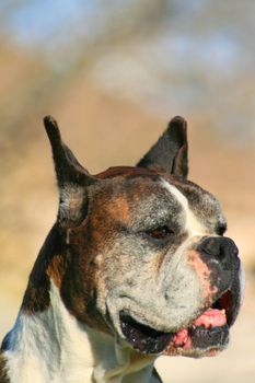 Portrait of a male boxer dog outdoors in a park.
