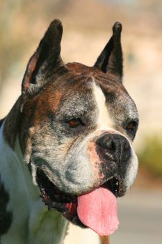 Portrait of a male boxer dog outdoors in a park.
