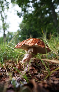 wild growing mushrooms in the grass