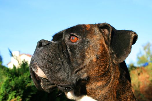 Headshot of a black boxer dog sitting in a playground.