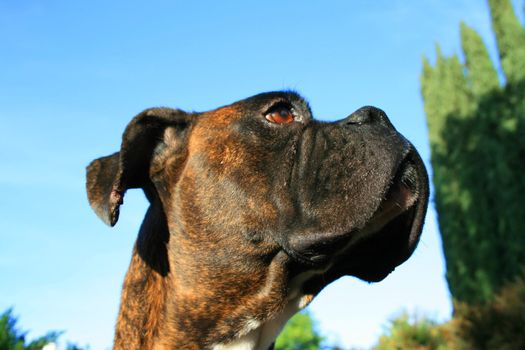 Headshot of a black boxer dog sitting in a playground.
