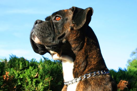 Headshot of a black boxer dog sitting in a playground.