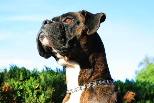 Headshot of a black boxer dog sitting in a playground.