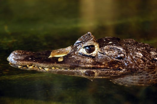 small crocodile head in the water