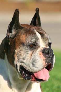 Portrait of a male boxer dog outdoors in a park.
