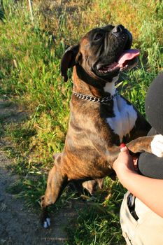 Close up of a boxer dog.
