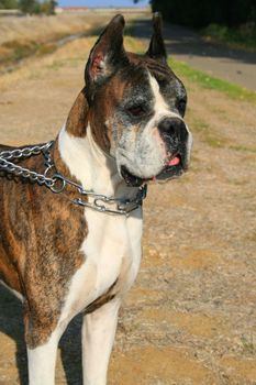 Male boxer dog outdoors in a park.
