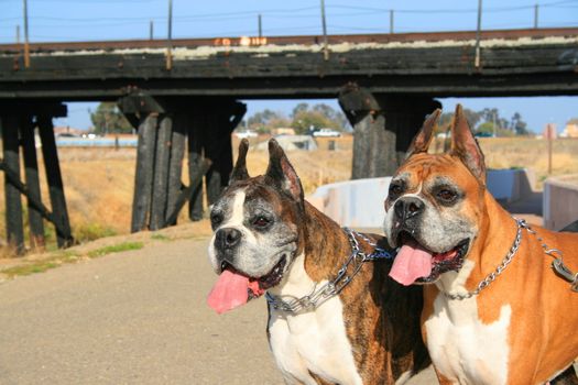 Two boxer dogs outdoors in a park.
