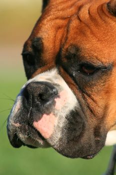 Portrait of a boxer puppy outdoors in a park.
