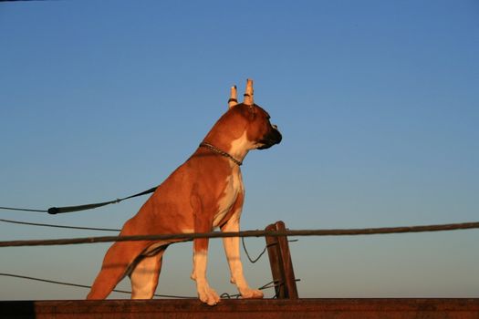 Boxer puppy with cropped ears outside in a park.
