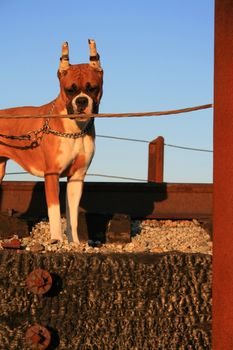 Boxer puppy with cropped ears outside in a park.
