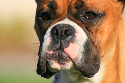 Portrait of a boxer puppy outdoors in a park.
