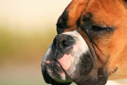 Portrait of a boxer puppy outdoors in a park.
