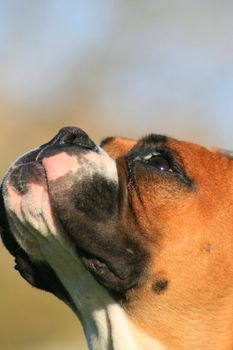 Portrait of a boxer puppy outdoors in a park.
