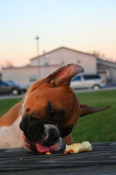 Hungry brown boxer puppy eating an apple.
