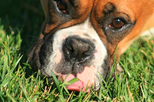 Boxer puppy eating grass outdoors in a park.
