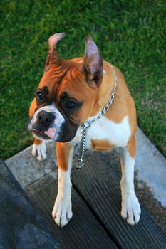 Brown boxer puppy sitting in a playground.
