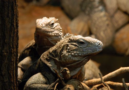 portrait of couple of  iguanas