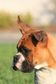 Portrait of a boxer puppy outdoors in a park.
