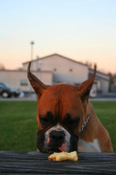 Hungry boxer puppy looking at an apple.
