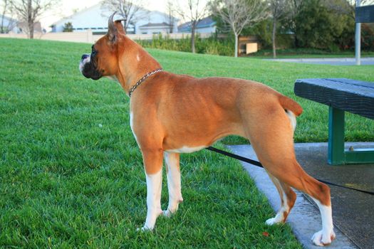 Profile of a brown boxer puppy standing in a playground.
