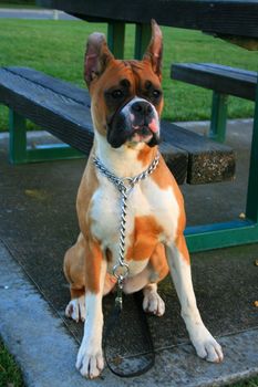 Brown boxer puppy sitting in a playground.
