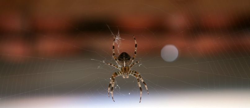 Cross spider in its web