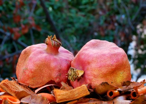 Two dry red pomegranates surrounded with autumn colors