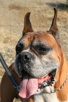 Male boxer dog outdoors in a park.
