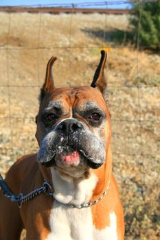 Male boxer dog outdoors in a park.
