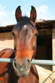 Headshot of a horse at the farm.
