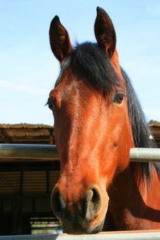 Headshot of a horse at the farm.
