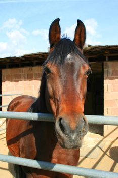 Headshot of a horse at the farm.
