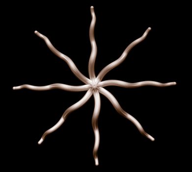 Abstract organic star shape on black background - 3d illustration
