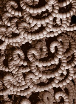 abstract organic worm thing - 3d illustration
