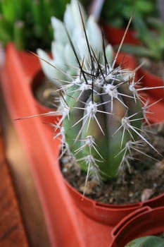 Small cactus close up showing unique pattern.
