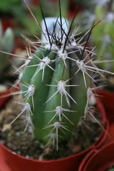 Small cactus close up showing unique pattern.
