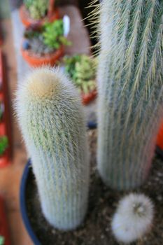 Three cactuses close up showing unique pattern.
