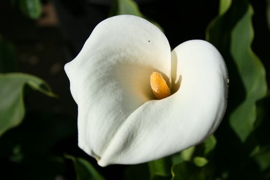 Close up of a cala lily flower.
