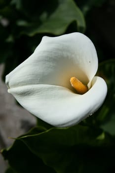 Close up of a cala lily flower.
