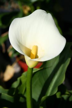 Close up of a cala lily flower.
